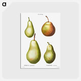 アートポストカード-Pear, Pyrus communis - ピエール ジョゼフ ルドゥーテ Postcard.