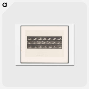 アートポストカード-Woman Rising
 - エドワード マイブリッジ Postcard.