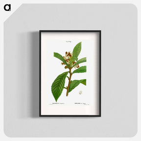 アートポスター-Loquat, Mespilus Japonica - ピエール ジョゼフ ルドゥーテ Poster.