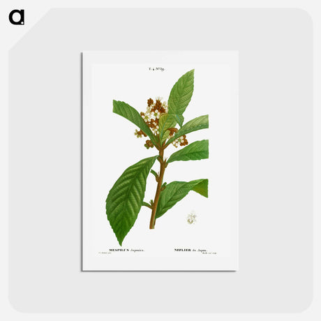 アートポストカード-Loquat, Mespilus Japonica - ピエール ジョゼフ ルドゥーテ Postcard.