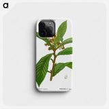 Loquat, Mespilus Japonica - ピエール ジョゼフ ルドゥーテ Phone Case.