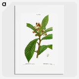 Loquat, Mespilus Japonica - ピエール ジョゼフ ルドゥーテ Poster.