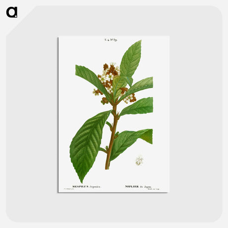 アートポストカード-Loquat, Mespilus Japonica - ピエール ジョゼフ ルドゥーテ Postcard.