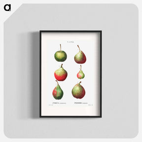 アートポスター-Pear, Pyrus communis - ピエール ジョゼフ ルドゥーテ Poster.