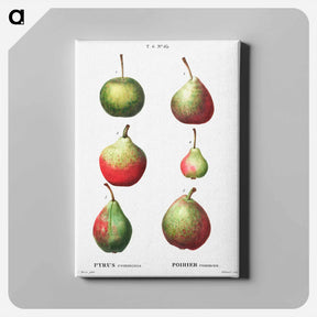 アートパネル-Pear, Pyrus communis - ピエール ジョゼフ ルドゥーテ Canvas.