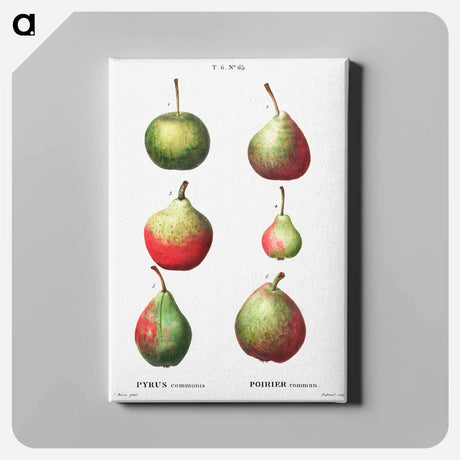 アートパネル-Pear, Pyrus communis - ピエール ジョゼフ ルドゥーテ Canvas.