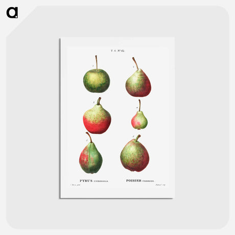 アートポストカード-Pear, Pyrus communis - ピエール ジョゼフ ルドゥーテ Postcard.