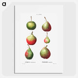 Pear, Pyrus communis - ピエール ジョゼフ ルドゥーテ Poster.