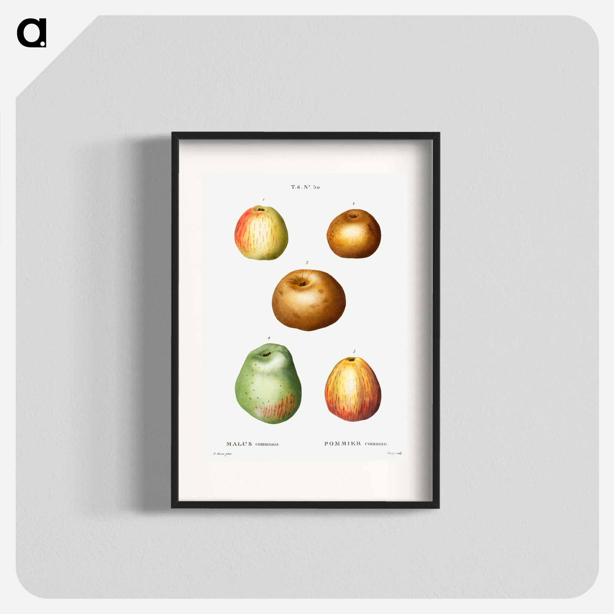Apple - Pierre Joseph Redouté Poster.