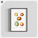 Apple - Pierre Joseph Redouté Poster.
