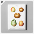 アートパネル-Apple - ピエール ジョゼフ ルドゥーテ Canvas.
