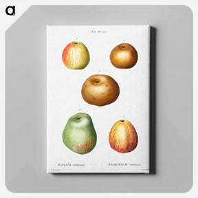 アートパネル-Apple - ピエール ジョゼフ ルドゥーテ Canvas.