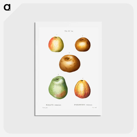 アートポストカード-Apple - ピエール ジョゼフ ルドゥーテ Postcard.
