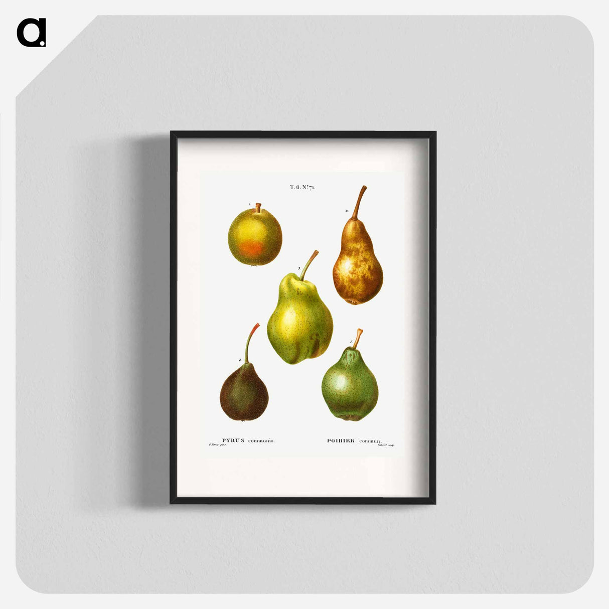 Pear, Pyrus communis - ピエール ジョゼフ ルドゥーテ Poster.