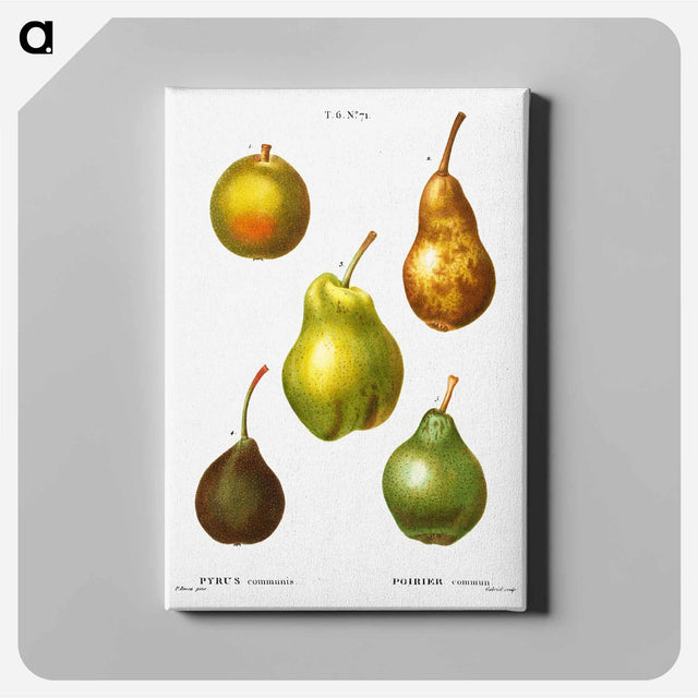 アートパネル-Pear, Pyrus communis - ピエール ジョゼフ ルドゥーテ Canvas.