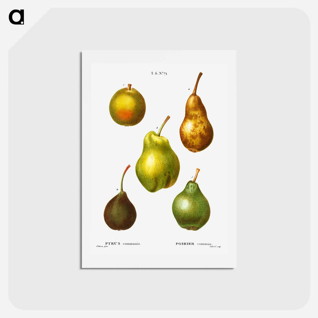 アートポストカード-Pear, Pyrus communis - ピエール ジョゼフ ルドゥーテ Postcard.