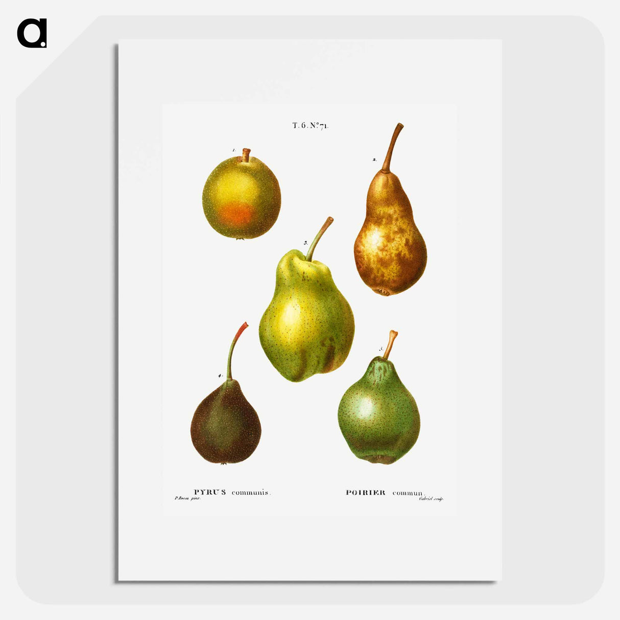 Pear, Pyrus communis - ピエール ジョゼフ ルドゥーテ Poster.