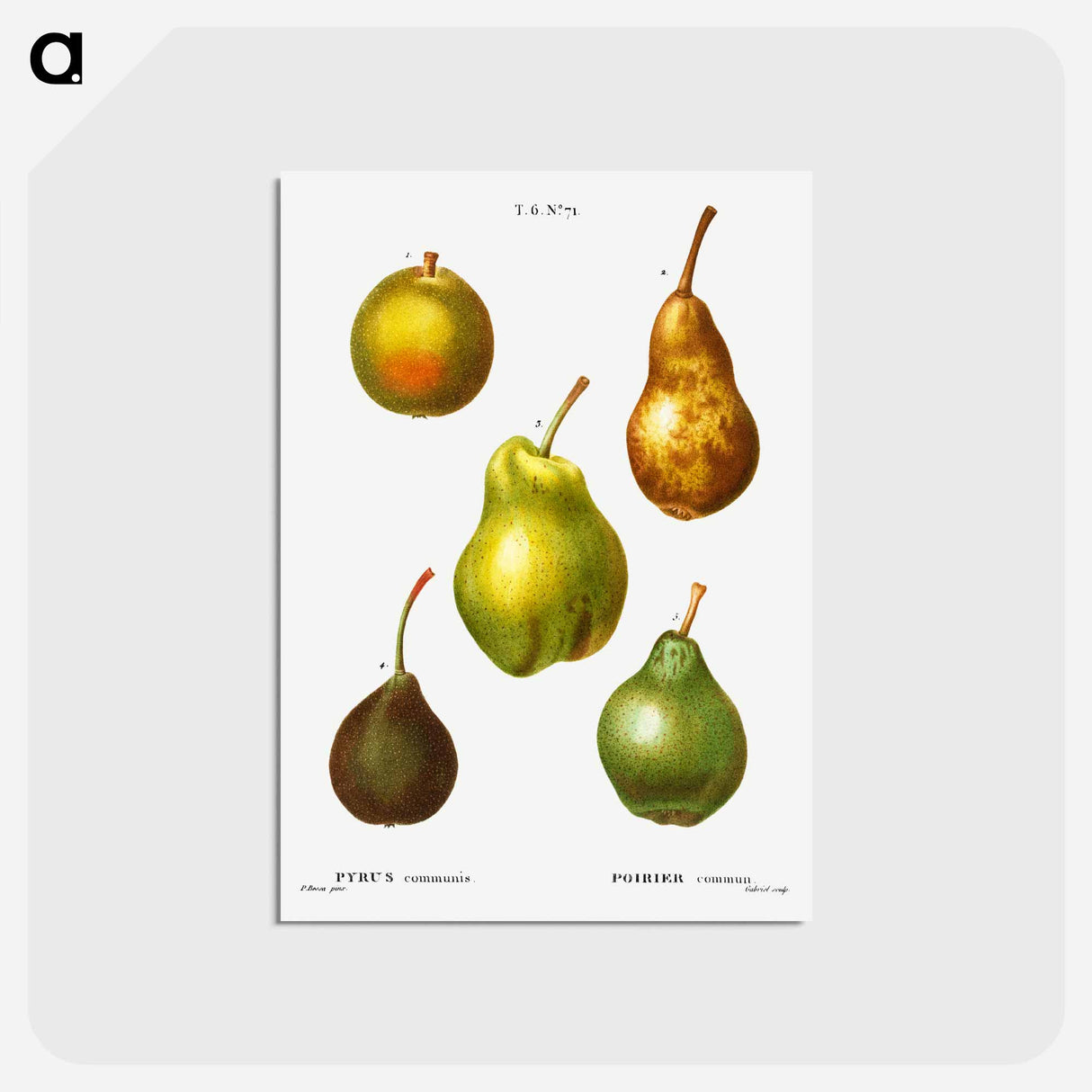 アートポストカード-Pear, Pyrus communis - ピエール ジョゼフ ルドゥーテ Postcard.