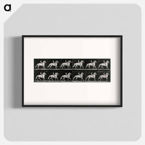 アートポスター-Walking Horse
 - エドワード マイブリッジ Poster.