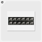 アートポストカード-Walking Horse
 - エドワード マイブリッジ Postcard.