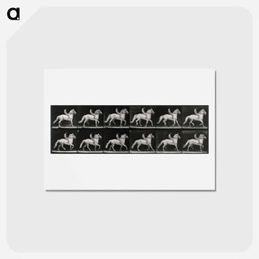 アートポストカード-Walking Horse
 - エドワード マイブリッジ Postcard.