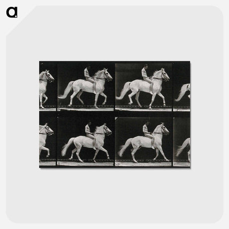 アートポストカード-Walking Horse
 - エドワード マイブリッジ Postcard.