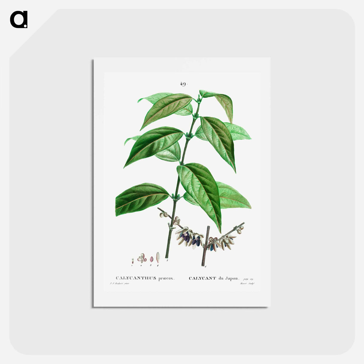 アートポストカード-Wintersweet - ピエール ジョゼフ ルドゥーテ Postcard.