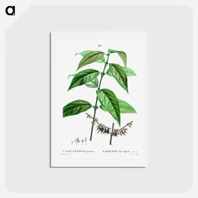 アートポストカード-Wintersweet - ピエール ジョゼフ ルドゥーテ Postcard.