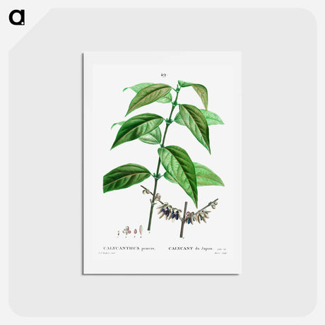 アートポストカード-Wintersweet - ピエール ジョゼフ ルドゥーテ Postcard.