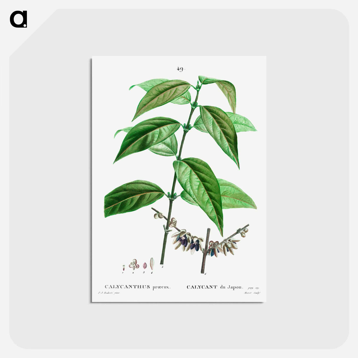 アートポストカード-Wintersweet - ピエール ジョゼフ ルドゥーテ Postcard.