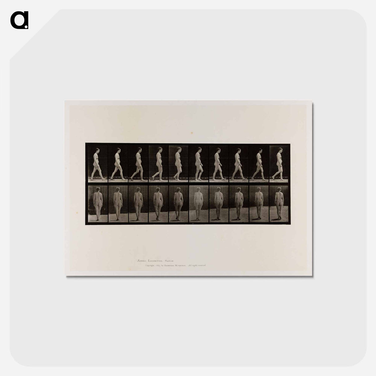 アートポストカード-Naked Woman Walking
 - エドワード マイブリッジ Postcard.