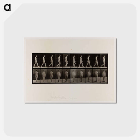 アートポストカード-Naked Woman Walking
 - エドワード マイブリッジ Postcard.
