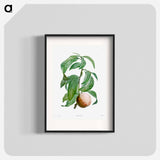 Rock buckthorn, Rhamnus infectorius - Pierre-Joseph Redouté Poster.