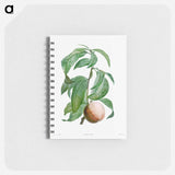 Rock buckthorn, Rhamnus infectorius - ピエール ジョゼフ ルドゥーテ Memo.
