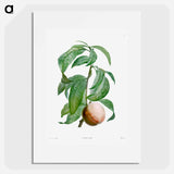 Rock buckthorn, Rhamnus infectorius - Pierre-Joseph Redouté Poster.
