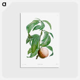 アートポストカード-Rock buckthorn, Rhamnus infectorius - ピエール ジョゼフ ルドゥーテ Postcard.