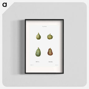 アートポスター-Figs, Ficus - ピエール ジョゼフ ルドゥーテ Poster.