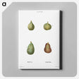 アートパネル-Figs, Ficus - ピエール ジョゼフ ルドゥーテ Canvas.