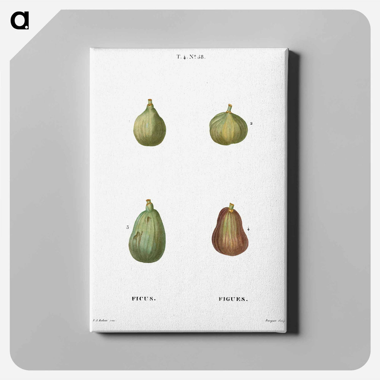 アートパネル-Figs, Ficus - ピエール ジョゼフ ルドゥーテ Canvas.