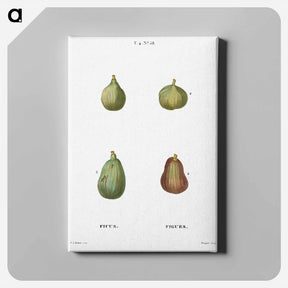 アートパネル-Figs, Ficus - ピエール ジョゼフ ルドゥーテ Canvas.