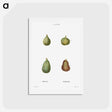アートポストカード-Figs, Ficus - ピエール ジョゼフ ルドゥーテ Postcard.