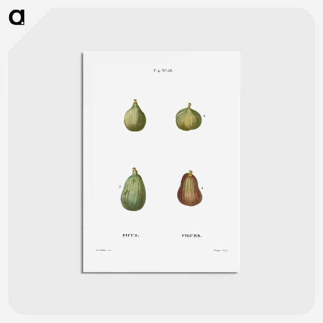アートポストカード-Figs, Ficus - ピエール ジョゼフ ルドゥーテ Postcard.