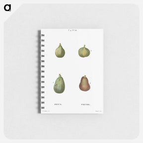 アートメモ帳-Figs, Ficus - ピエール ジョゼフ ルドゥーテ Memo.
