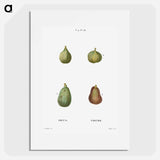 Figs, Ficus - ピエール ジョゼフ ルドゥーテ Poster.