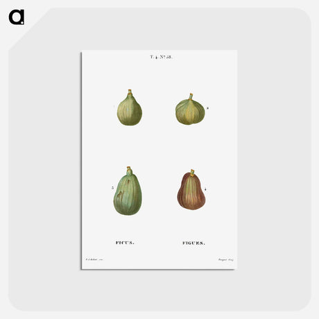 アートポストカード-Figs, Ficus - ピエール ジョゼフ ルドゥーテ Postcard.