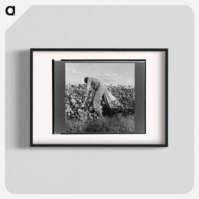アートポスター-Migratory field worker picking cotton in San Joaquin Valley, California - ドロテア ラング Poster.