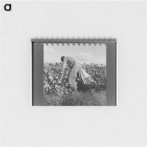 アートメモ帳-Migratory field worker picking cotton in San Joaquin Valley, California - ドロテア ラング Memo.