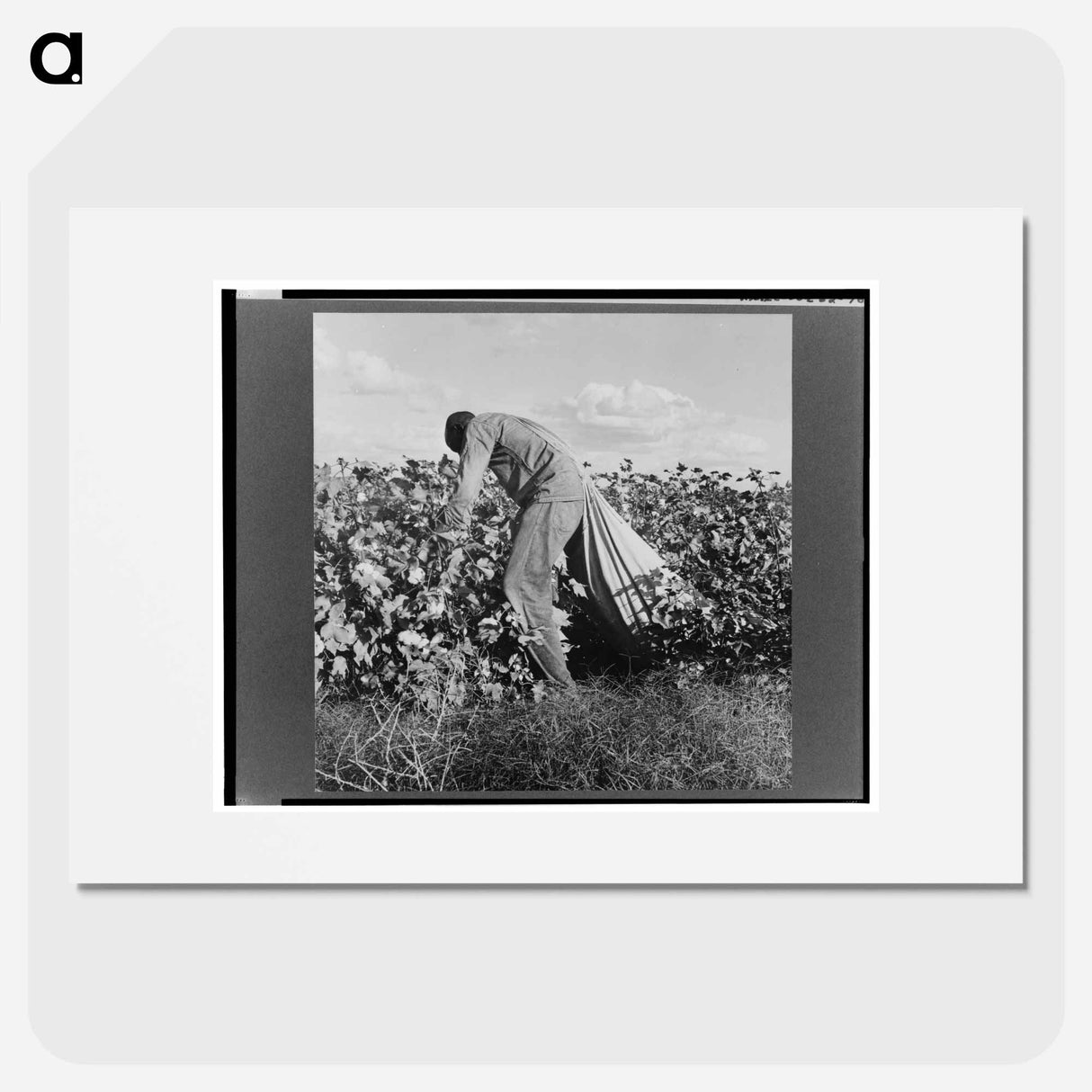 Migratory field worker picking cotton in San Joaquin Valley, California - ドロテア ラング Poster.