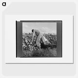 Migratory field workers picking cotton in San Joaquin Valley, California - Dorothea Lange Poster.