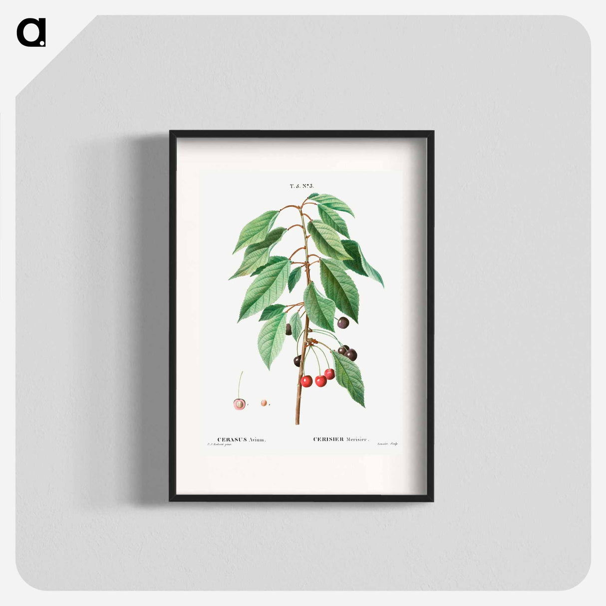 Wild cherry - Pierre Joseph Redouté Poster.